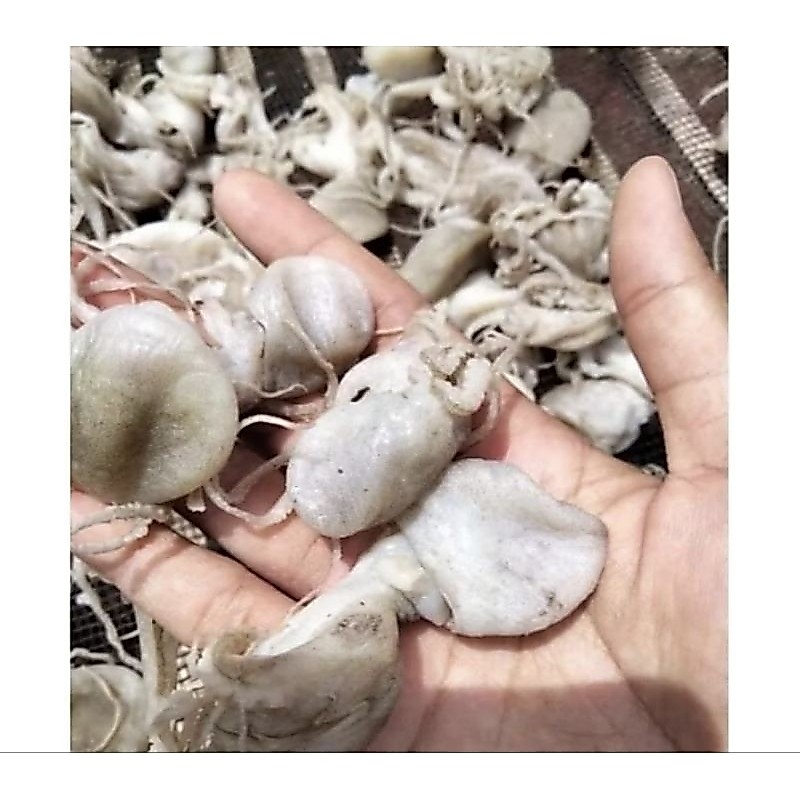 Baby Gurita kering- Seafood kering