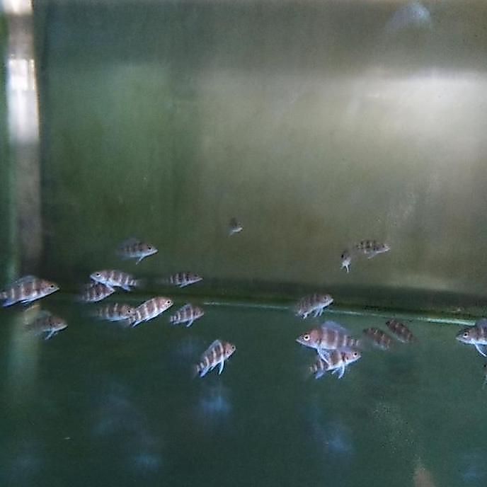 frontosa burundi cichlid frontosa