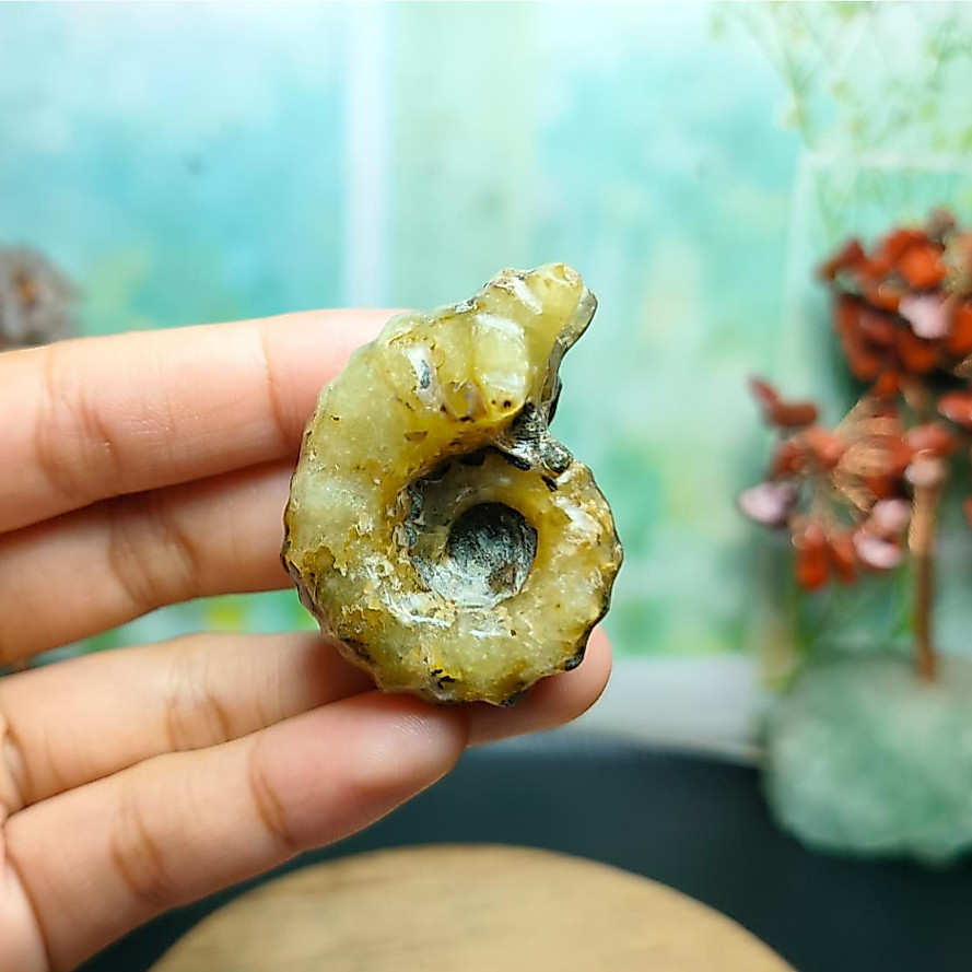 Batu Natural Horn Ammonite Keong Fossil (9) Asli Batu Alam