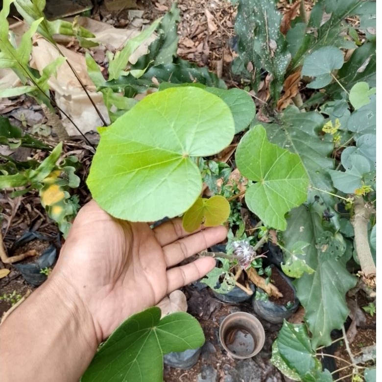 waru india hasil cangkok