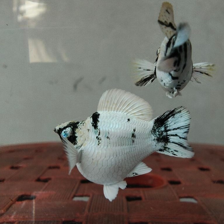 Molly Zebra Indukan Mata Kristal