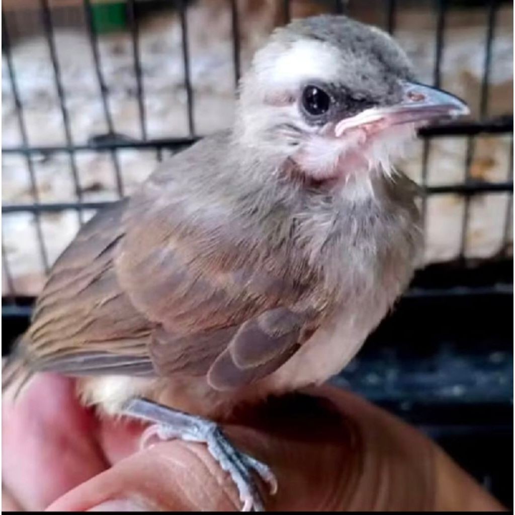 Burung trucukan anak lolohan pilihan