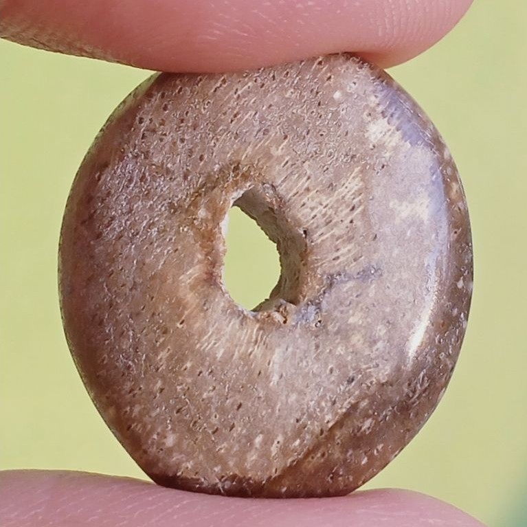 Batu Fosill Kelor Combong Antik