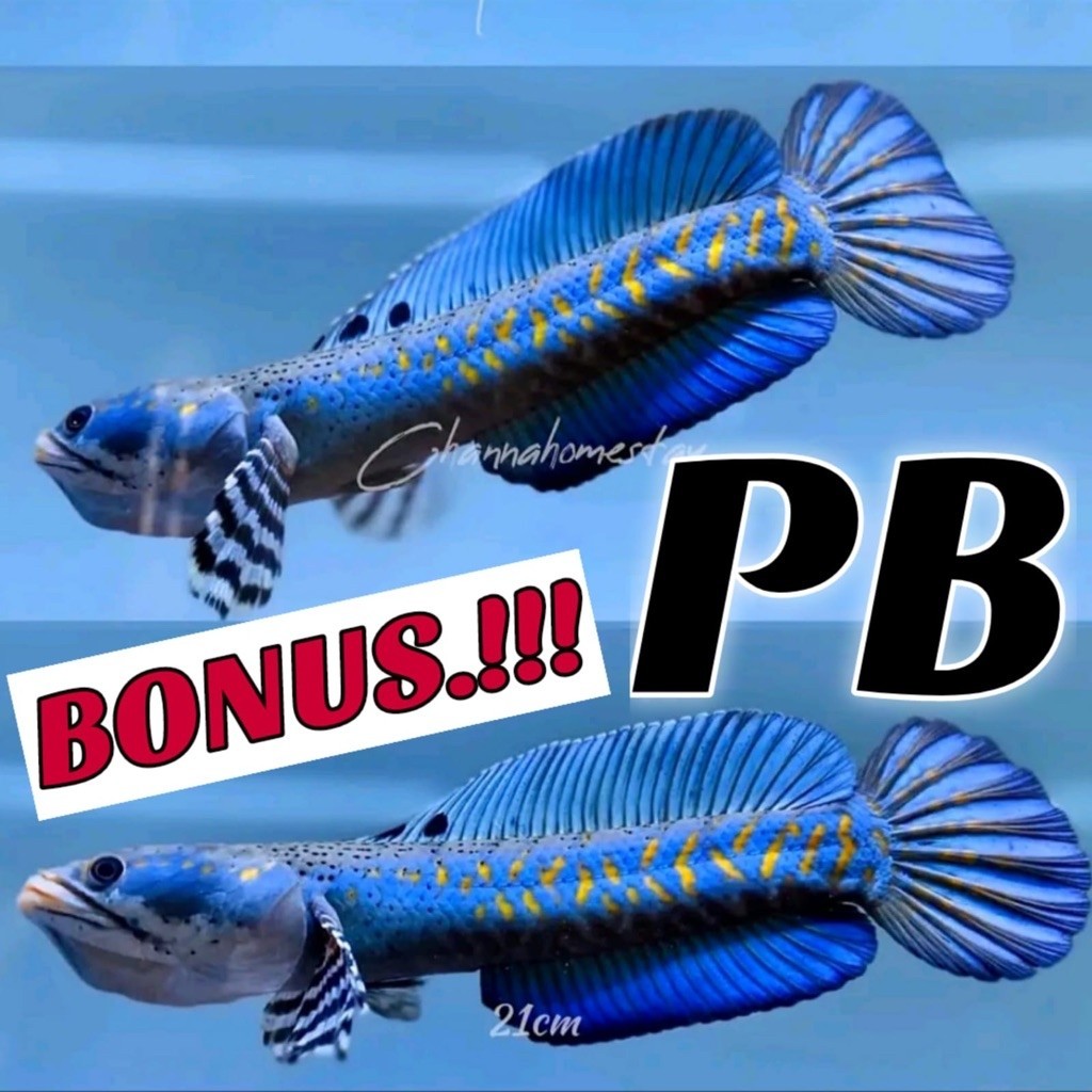 BLUE PULCRA 8-15CM GRADE A++ ( BONUS PELET DAN STIKET )