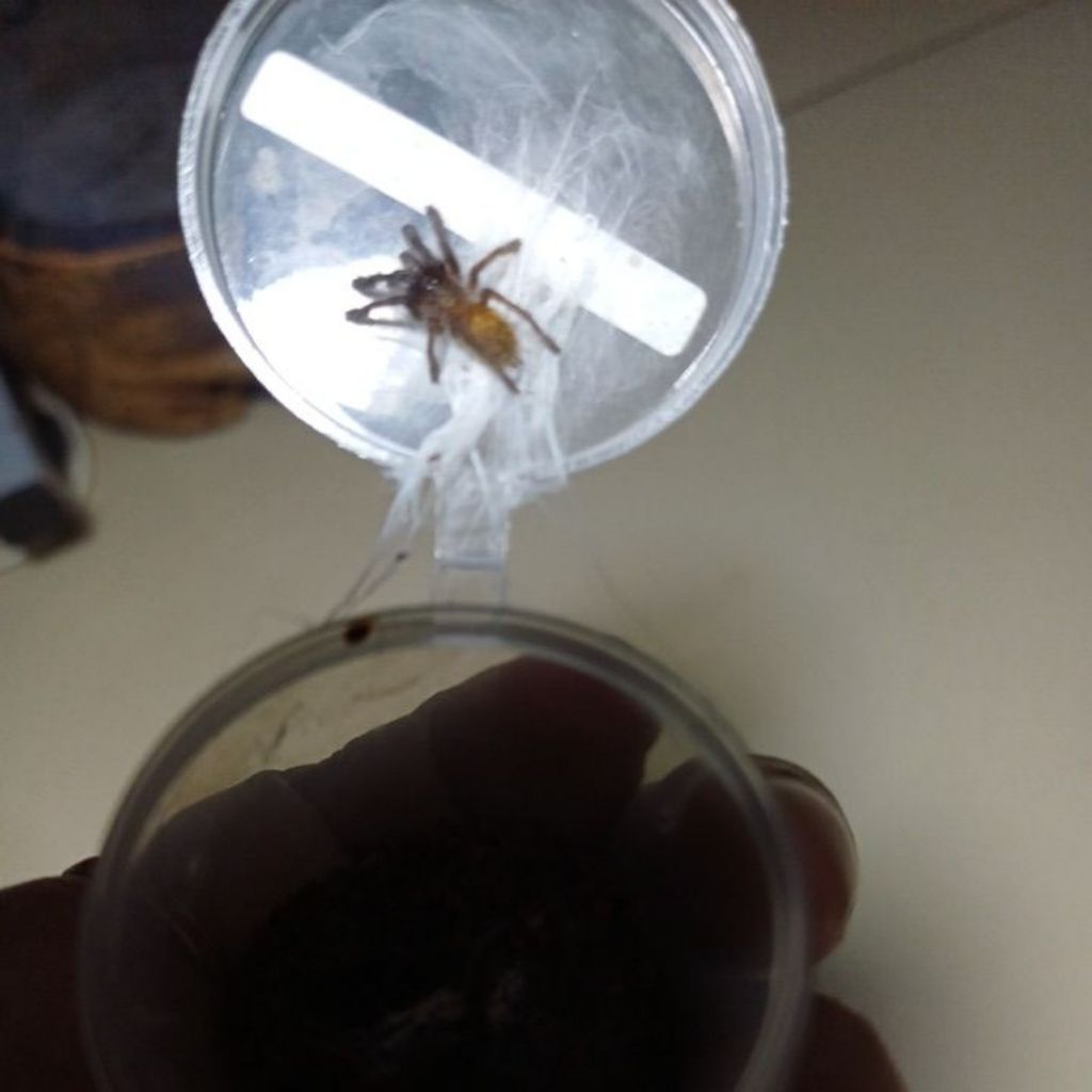 Mainan tarantula OBT (sling)