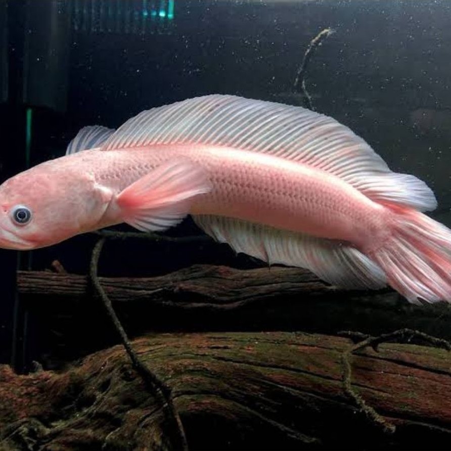 pakan Asiatica leucistic pakan ikan hias bergaransi 100%