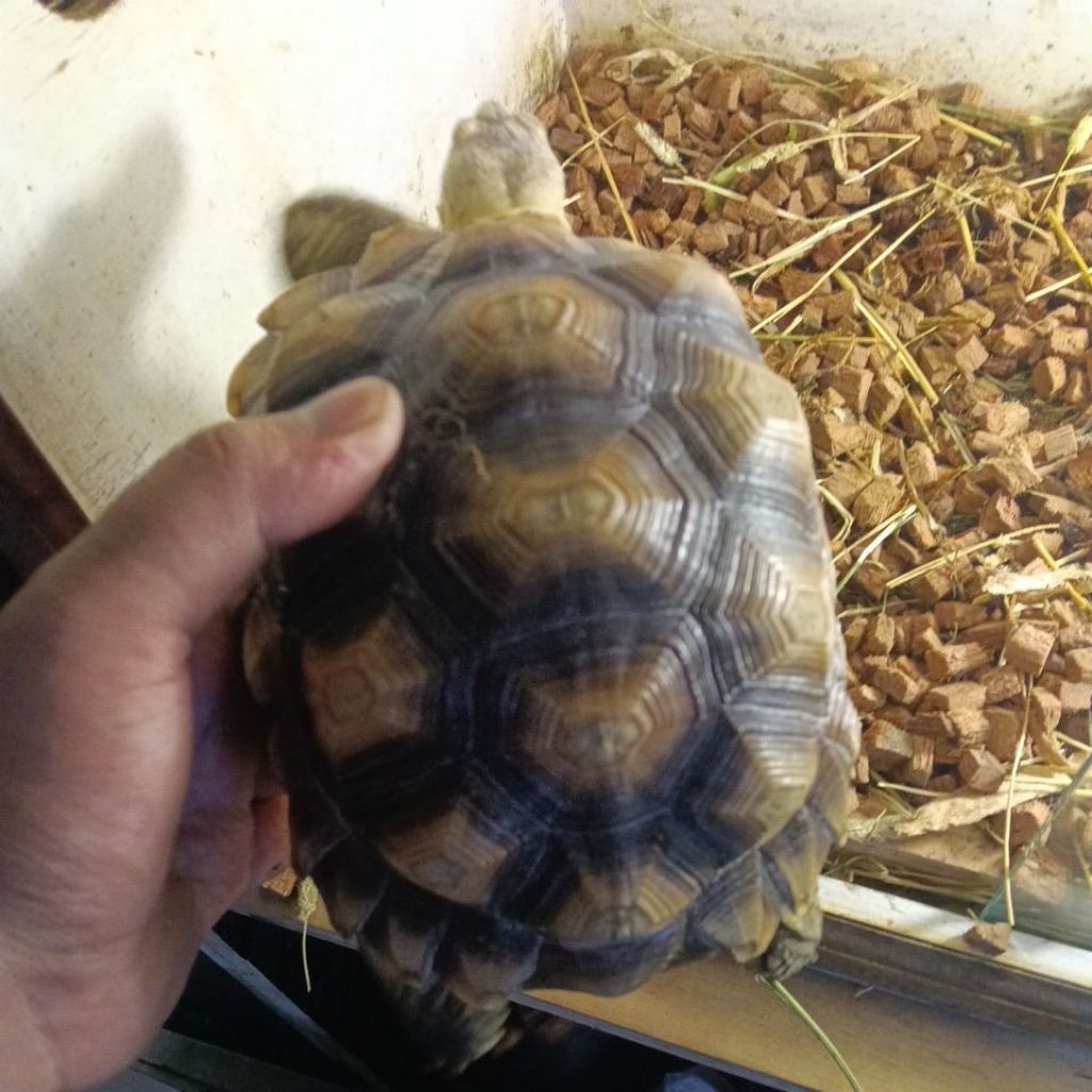 Mainan Sulcata UK 18 cm Promo | Garansi