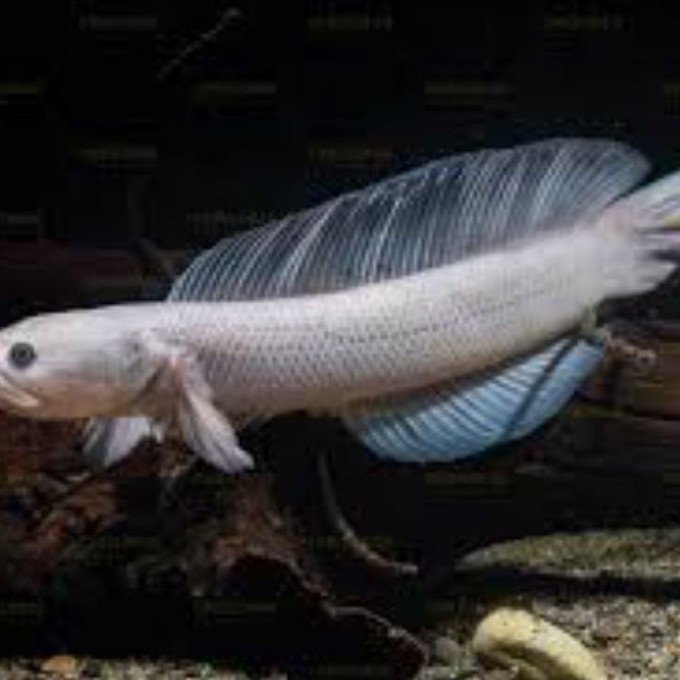 Asiatica Leucistic ssb