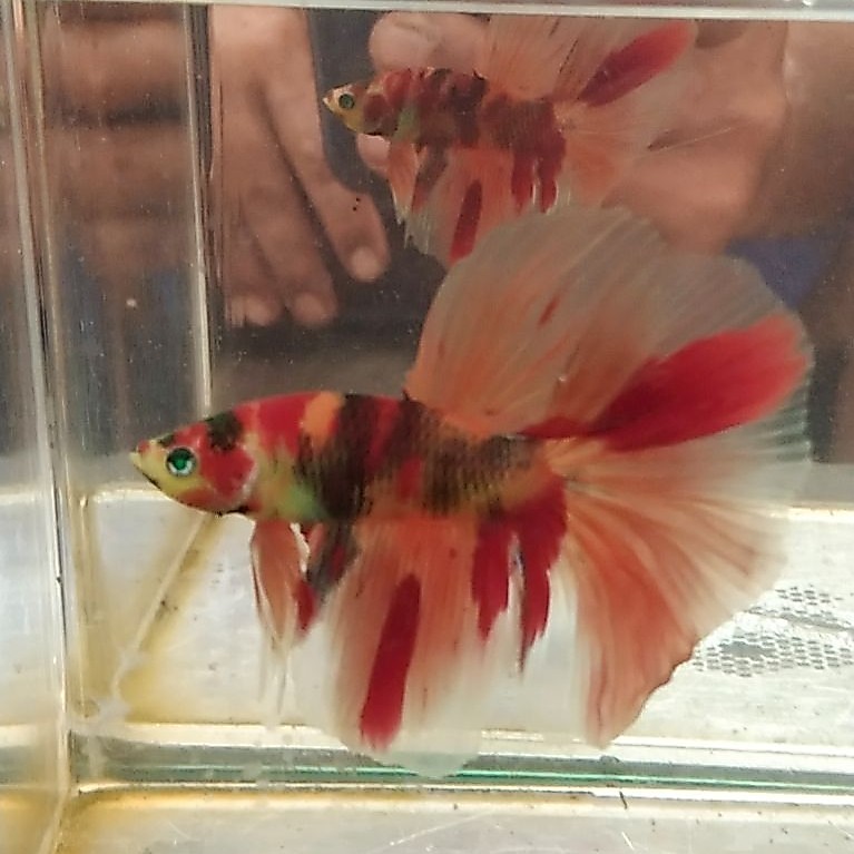 Ikan cupang hias aquarium HM neon multi Size M
