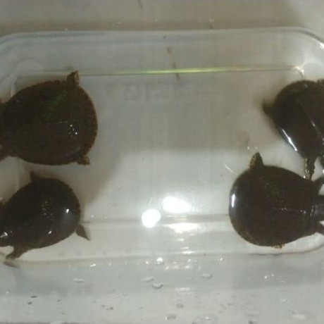 kura kura bulus/labi labi mainan anak