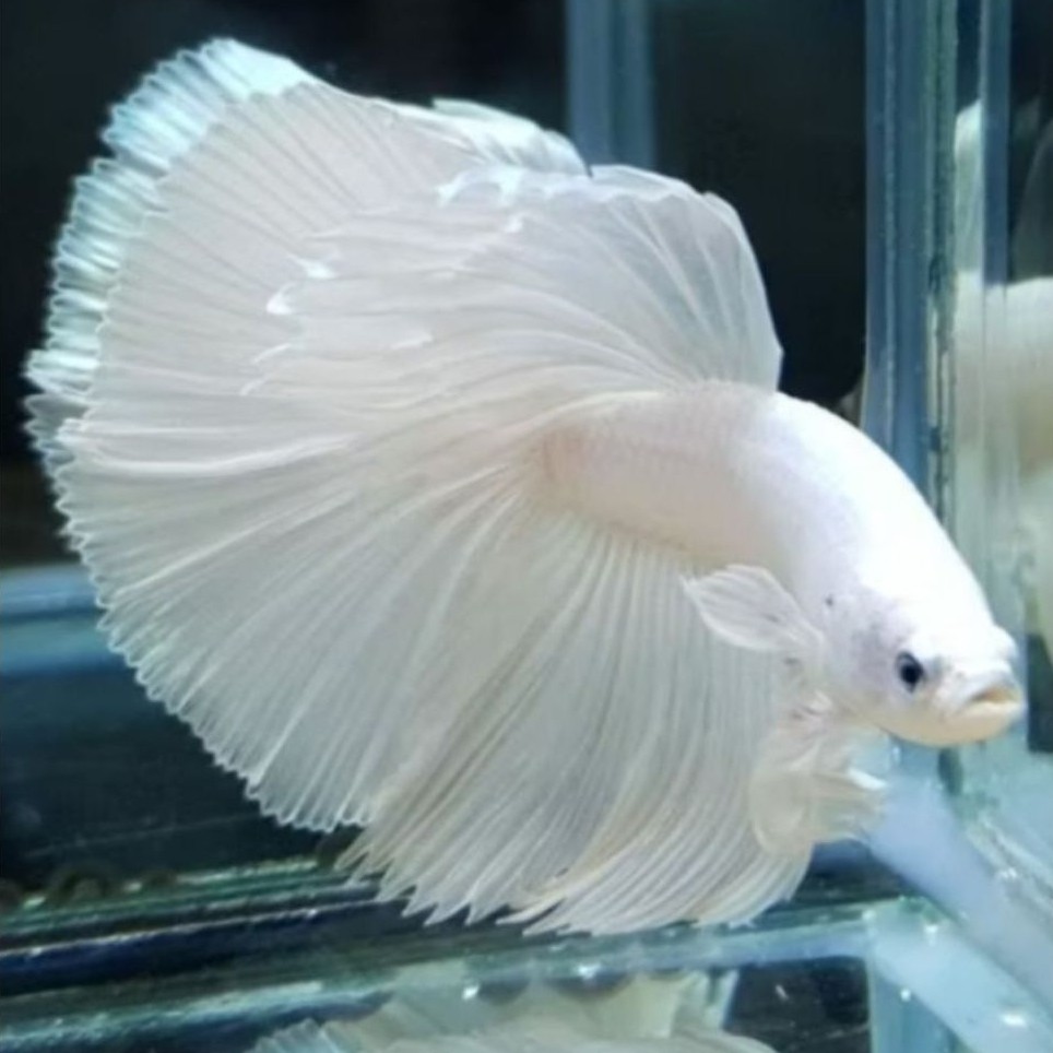 Ikan Cupang Halfmoon White Platinum