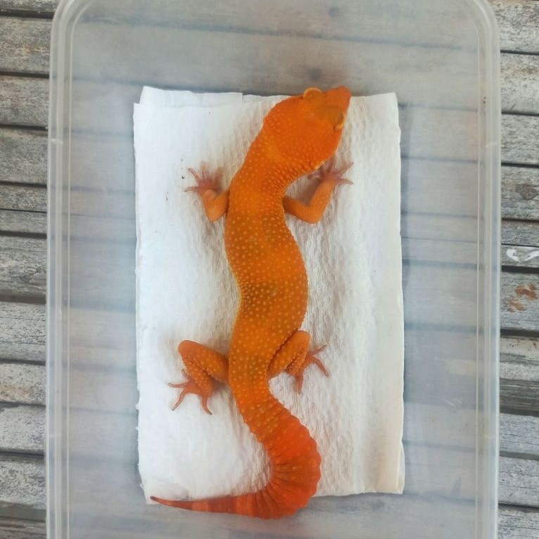 MAINAN GECKO SUNGLOW TOMATO FULL CT ADULT SESUAI FOTO