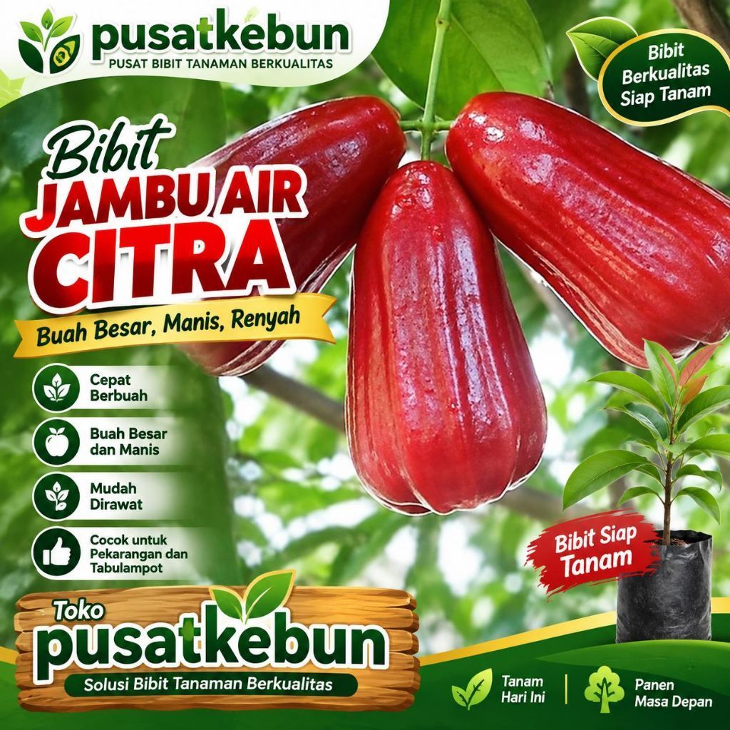 Bibit jambu air citra super manis
