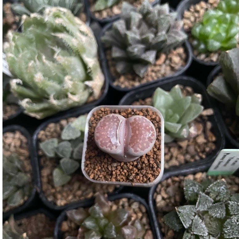 Lithops (A)