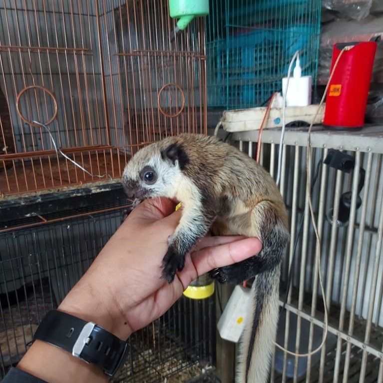 TUPAY/SQUIREL BEBYJELARANG RARE JAWATIMUR SUPERAN JOSSS
