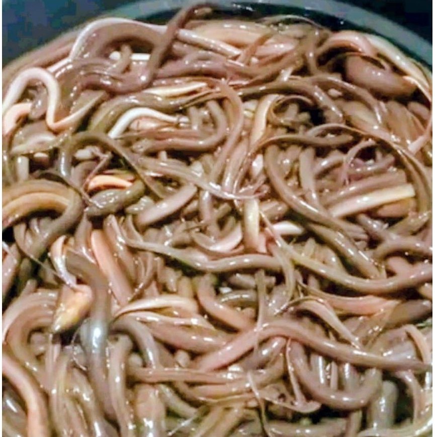 belut siap bertelur dan diternak