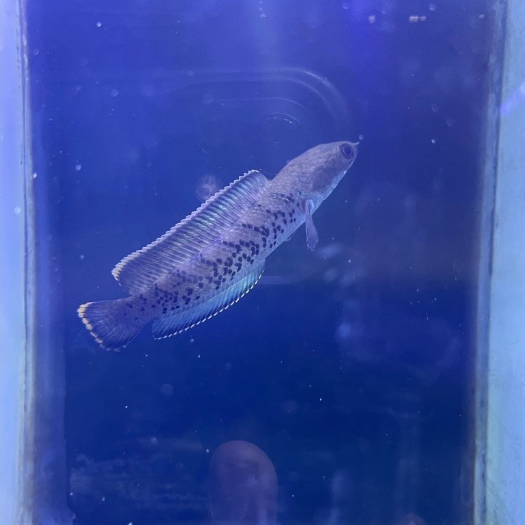 sterwati biru
