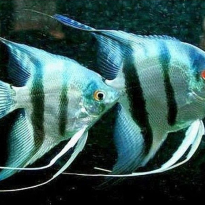 hiasan akuarium manfis blue pinoy