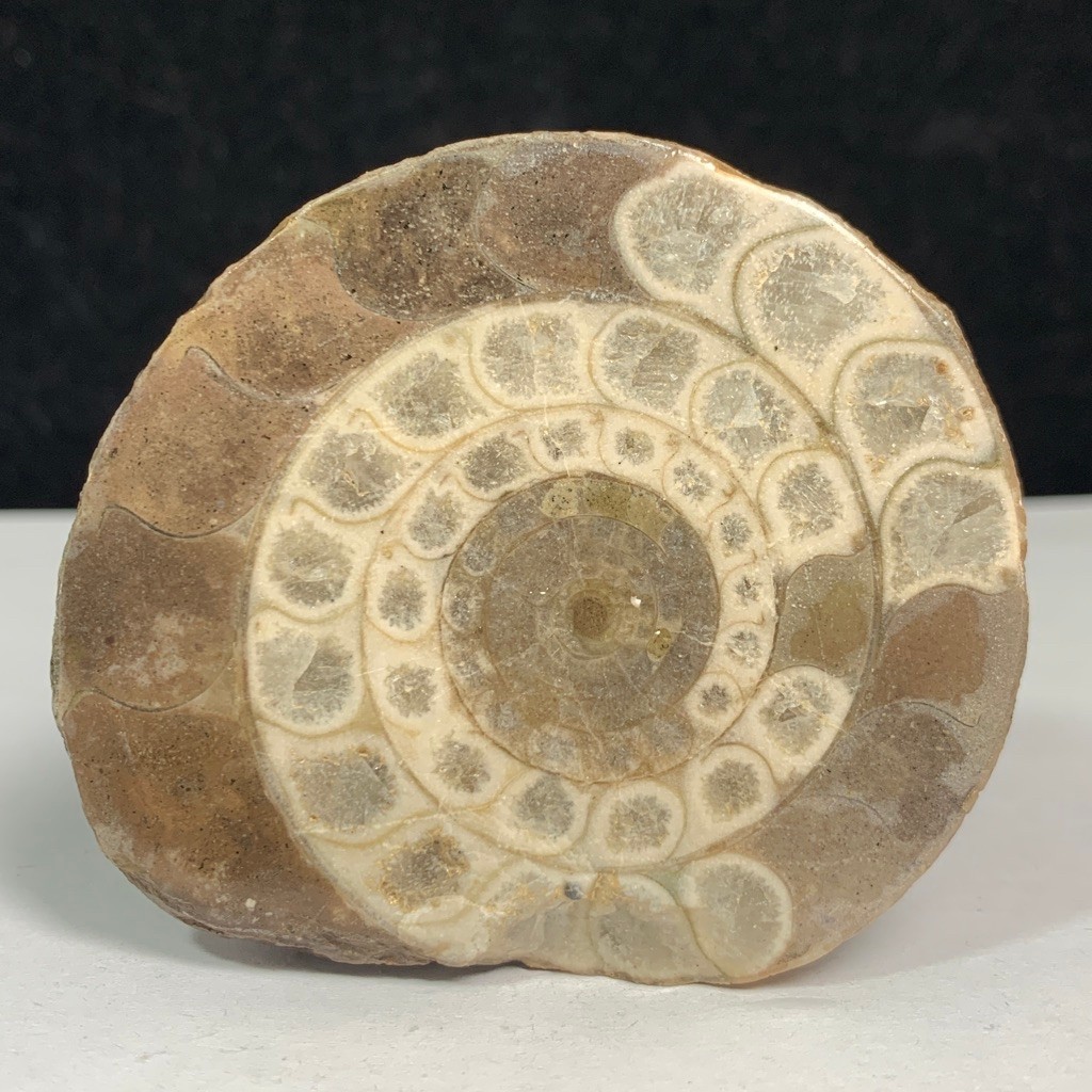 84Gr F osil Ammonite - Natural Ammonite Full Suture