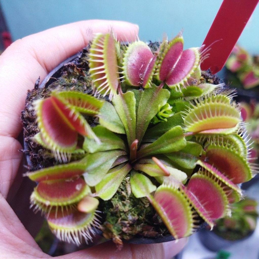 Tanaman Hias Mini Venus Flytrap