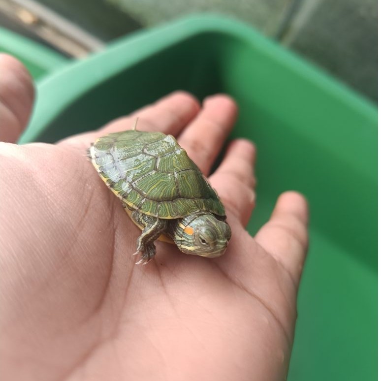 Kura kura brazil kura kura hijau size 5 cm KHUSUS INSTANT