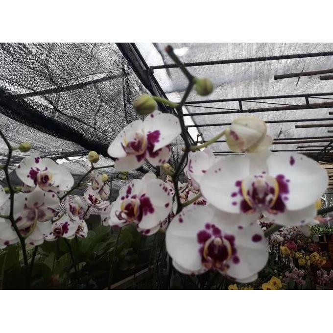 Flower- Anggrek Bulan Bunga Besar Rna Putih Lidah Dan Totol Merah