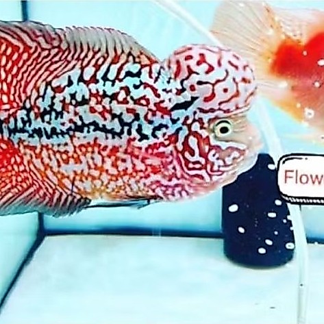 Burayak Ikan Louhan Kamfa V8 Thailand Super Red