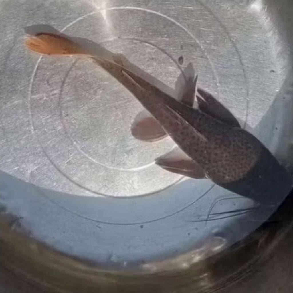 Ikan Leopard Catfish Size 24 cm