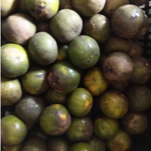 jeruk peras langkat manis 1 kg
