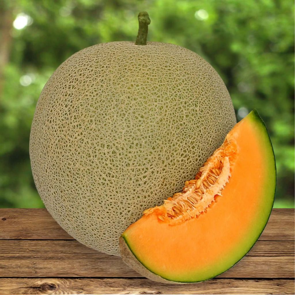 melon merlin orange