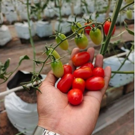 Tomat Cherry Segar - Kualitas Super, Segar, dan Praktis