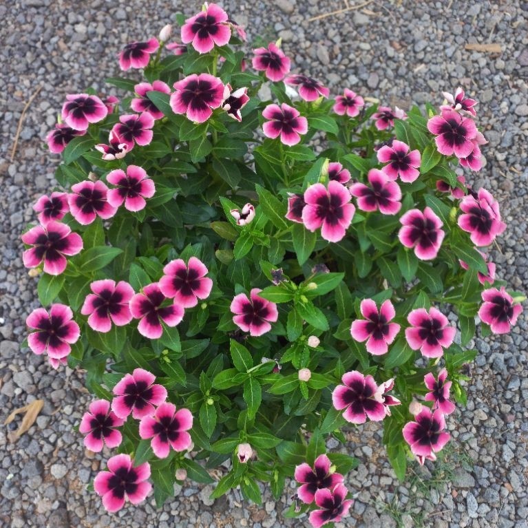 Vinca Sultan Seed