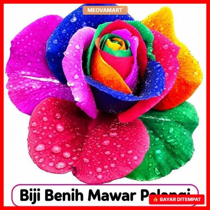 Benih Bibit Biji Bunga Mawar Pelangi Rainbow Rose Seeds (Isi 5 biji)