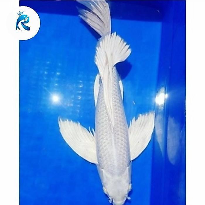 Ikan Koi Platinum Slayer Size 25-30Cm Terbaru 