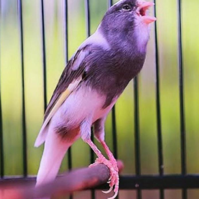 PRIMUS CANARY 300 GRAM PRIMUS KENARI PAKAN KENARI
