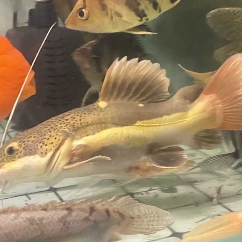 Hiasan Aquarium Ikan RTC SB perfect / RTC shortbody 18cm