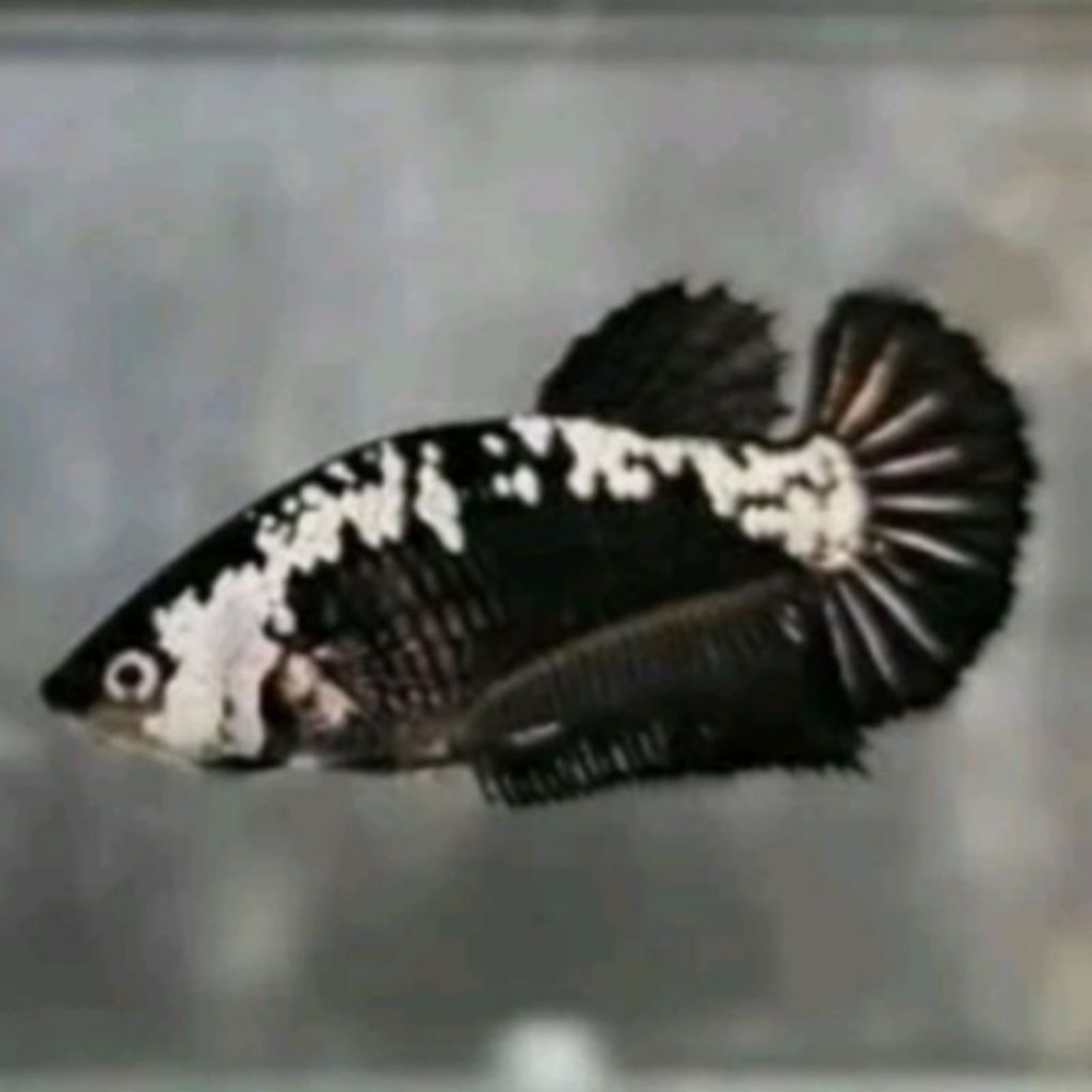 Ikan Cupang Betina Plakat Black Mamba