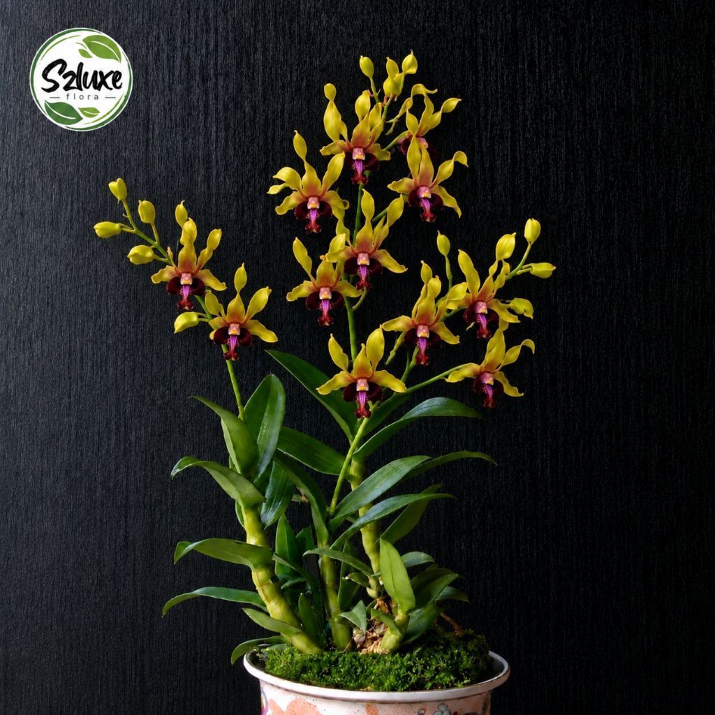 Anggrek Dendrobium Keriting Tanaman Hias Anggrek Dendrobium Keriting