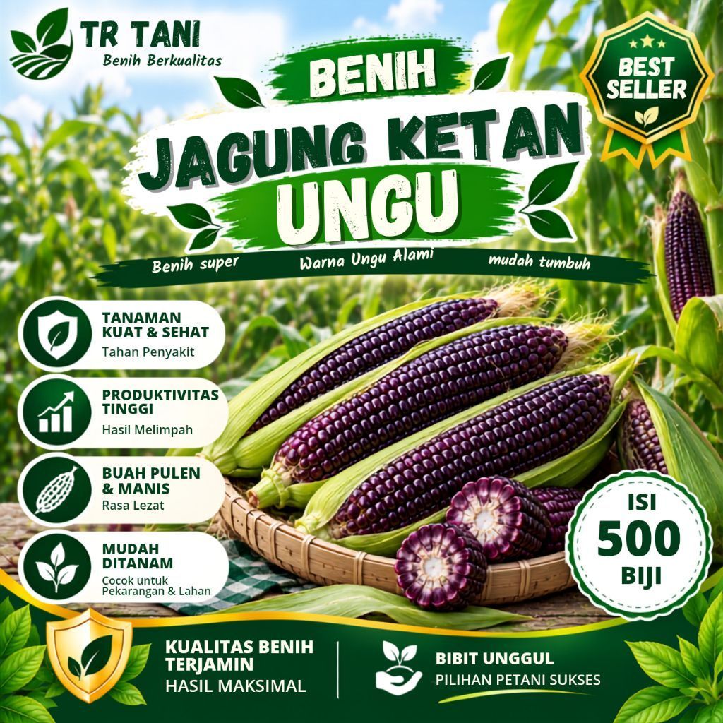 (500 butir)Benih jagung ketan ungu unggul Benih jagung ketan ungu super