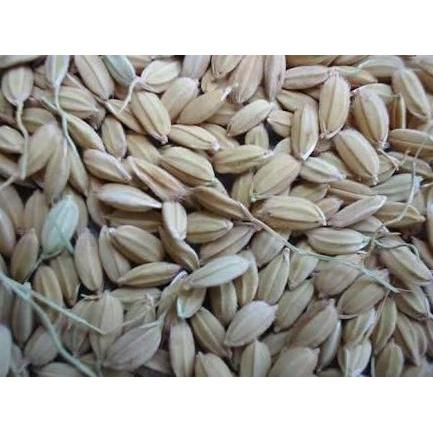 GABAH LAMPUNG / GABAH BANGKOK KECIL 1 KG