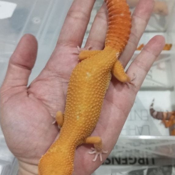 Gecko Sunglow Ovul