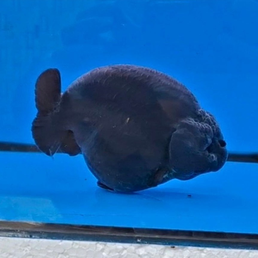 Ranchu Black isi 5 Hiasan Aquarium