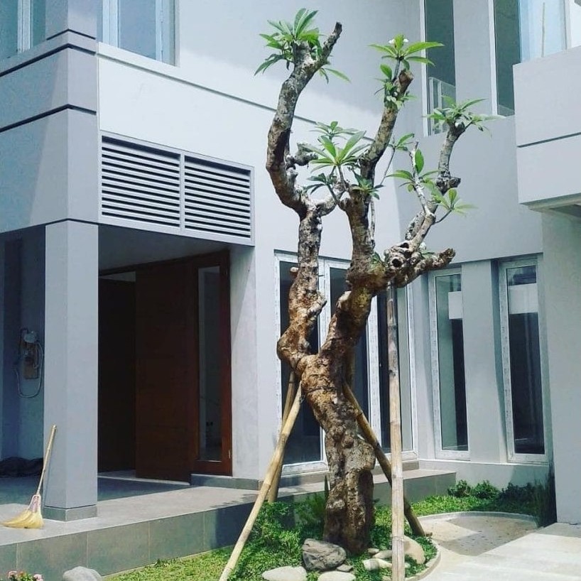 Pohon kamboja fosil berkarakter - kemboja fosil - kamboja bali