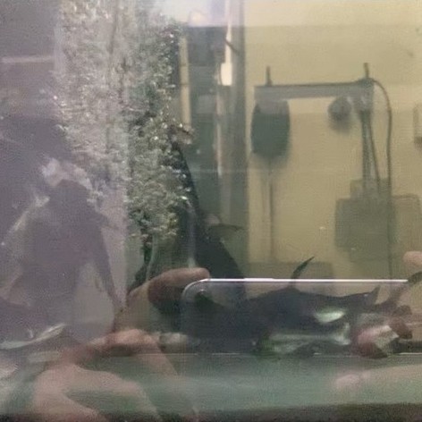 Ikan GK - Genghis Khan - Paroon Shark