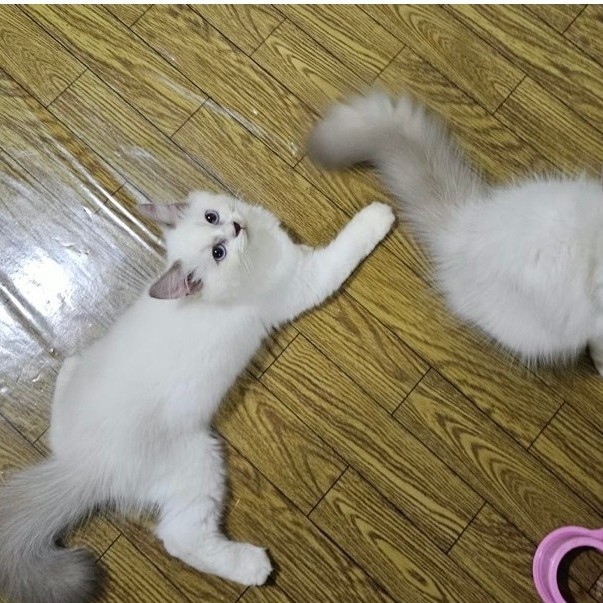 sepasang kitten ragdoll