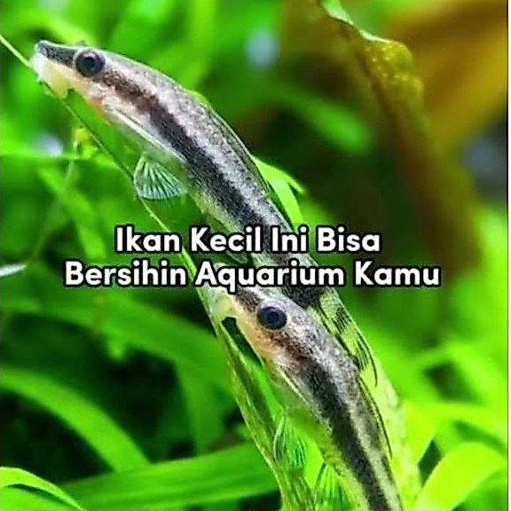 Otocinclus Affinis / Pemakan Alga / Ikan Hias Air Tawar