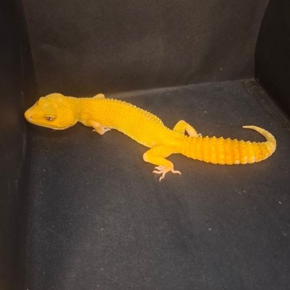 Leopard Gecko Female - Sunglow Tomato Line - Usia Dewasa Adult Betina Proven Sehat Mulus HG104
