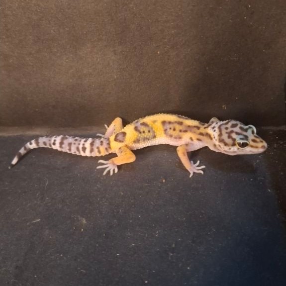 Leopard Gecko Female - Black Night Emerine het Tremper - Usia Juve Betina Sehat Mulus HG110