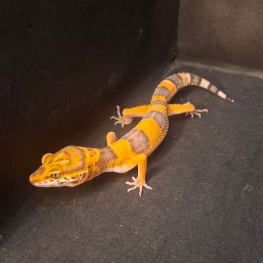 Leopard Gecko Female - Sunspot - Usia Juve Betina Sehat Mulus HG114