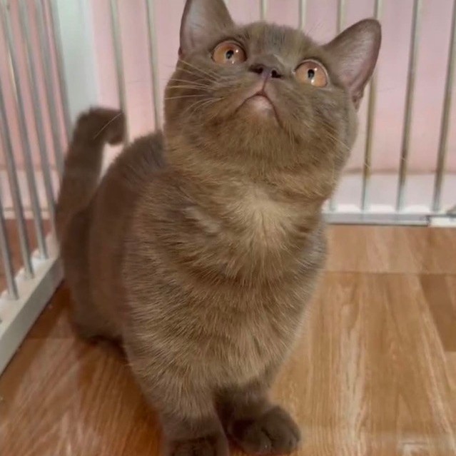 BSH munchkin choco betina